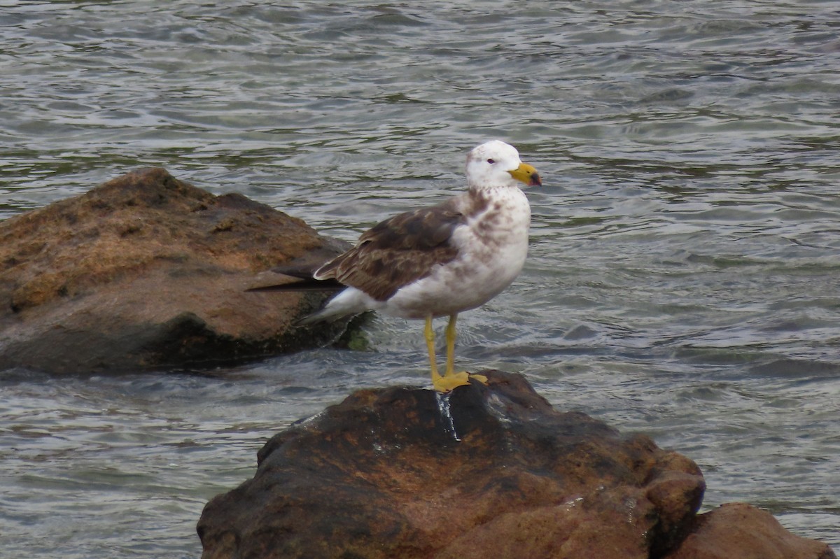 Pacific Gull - ML646373631
