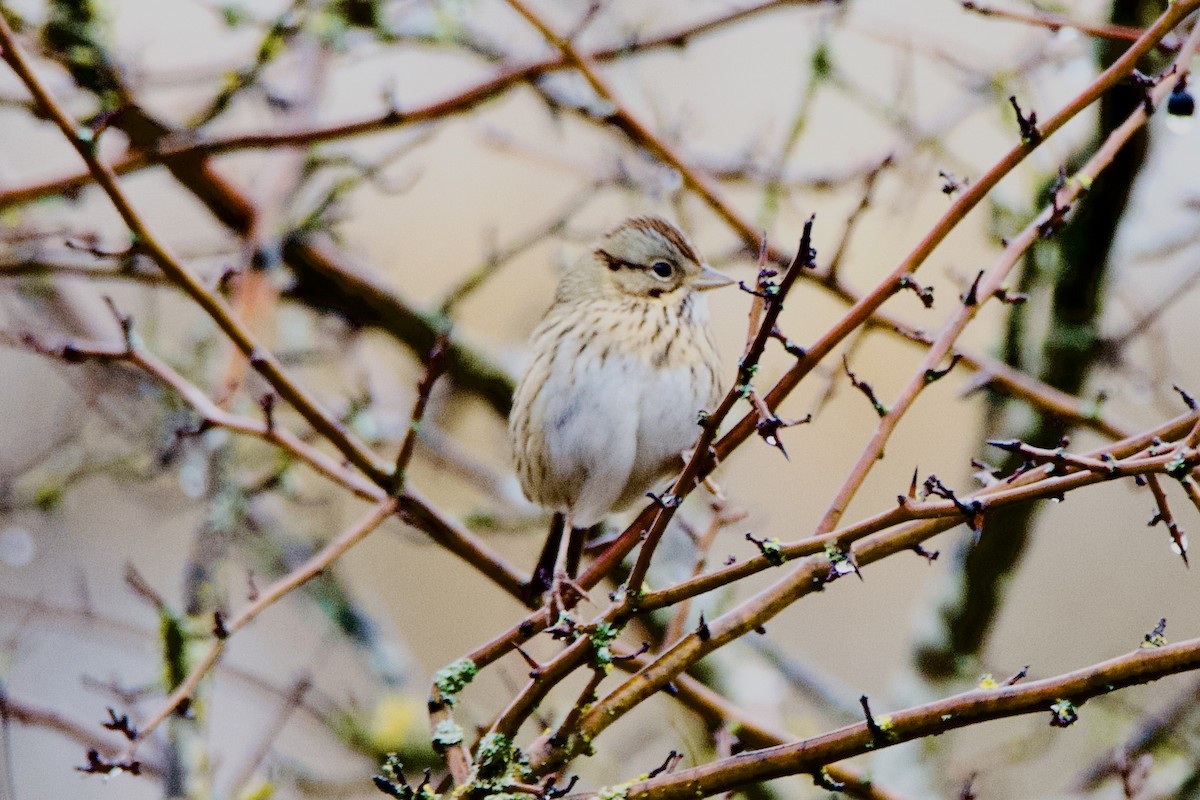Lincoln's Sparrow - ML646373633