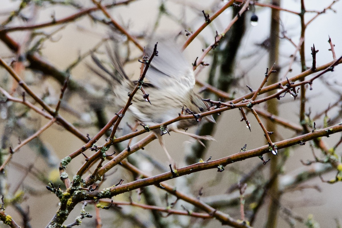 Lincoln's Sparrow - ML646373634