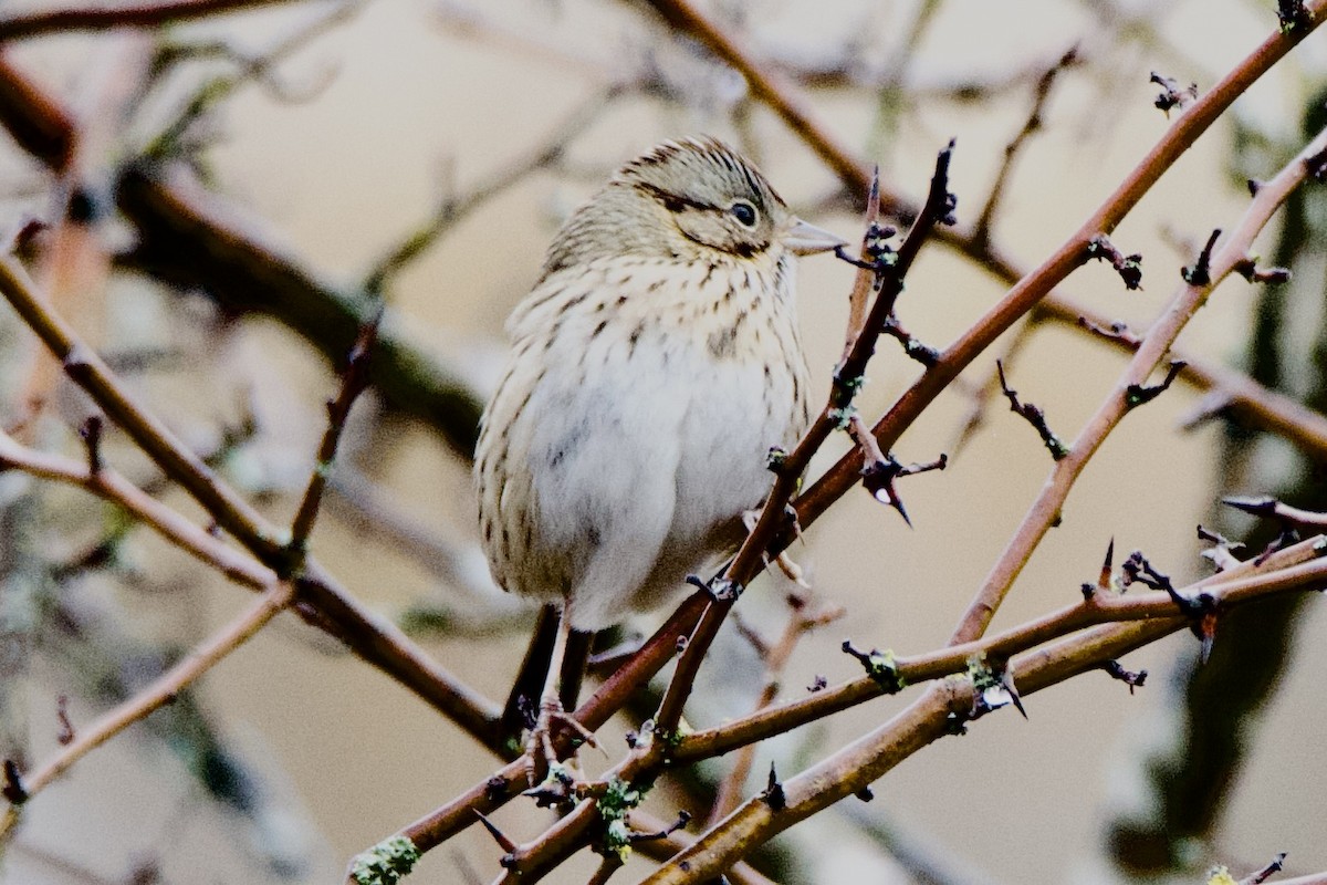 Lincoln's Sparrow - ML646373635