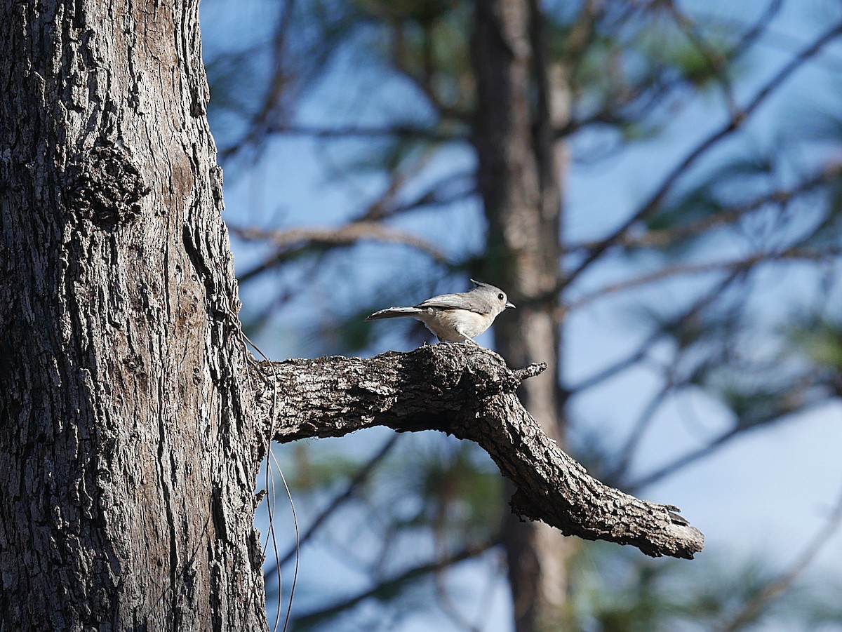 Tufted Titmouse - ML646373638