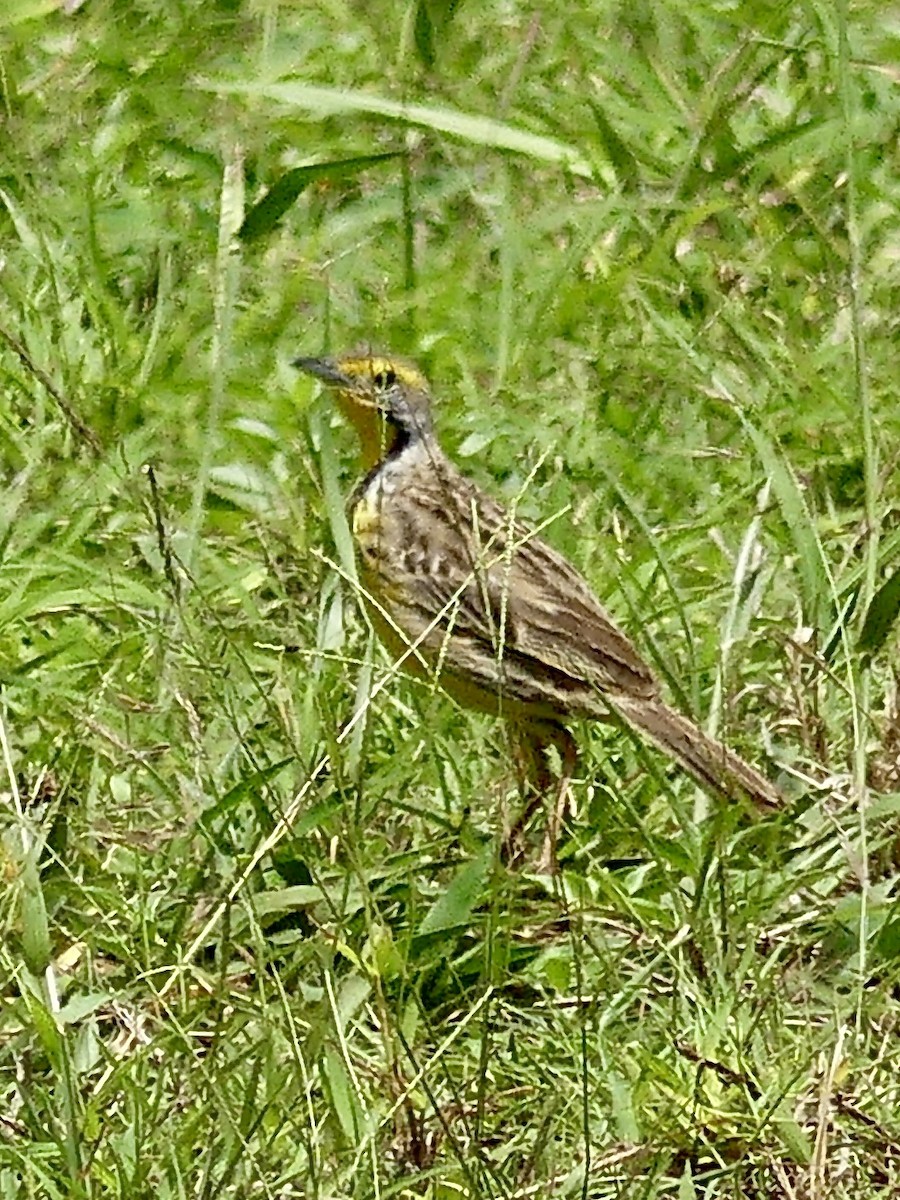 Sentinelle à gorge jaune - ML646373639