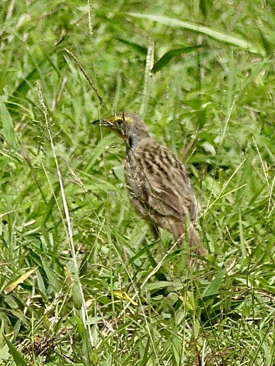Sentinelle à gorge jaune - ML646373640