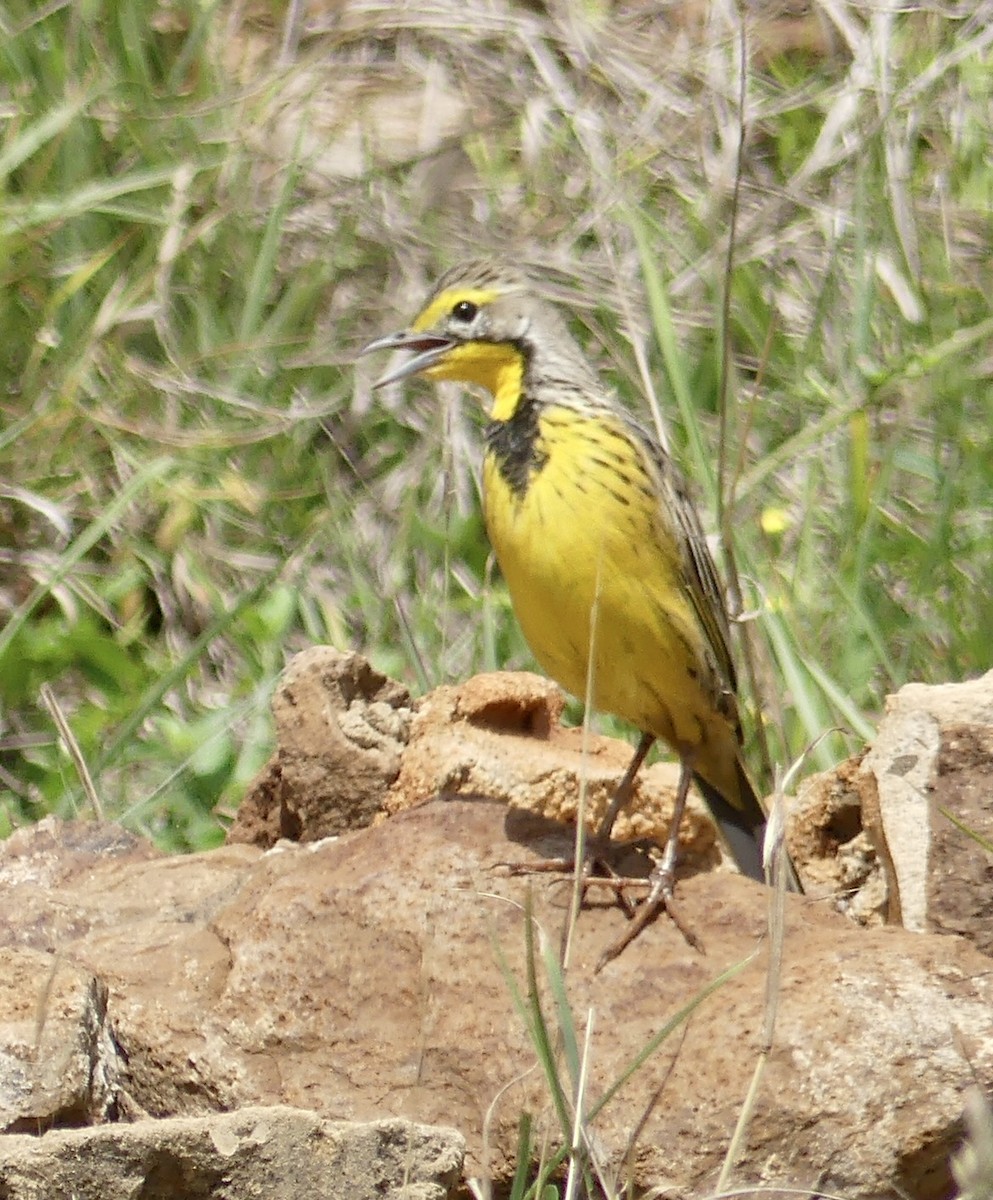 Sentinelle à gorge jaune - ML646373641