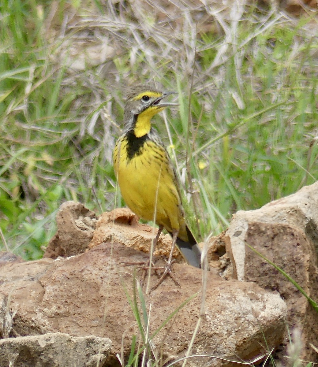 Sentinelle à gorge jaune - ML646373642