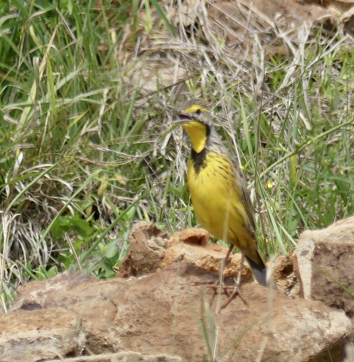 Sentinelle à gorge jaune - ML646373643