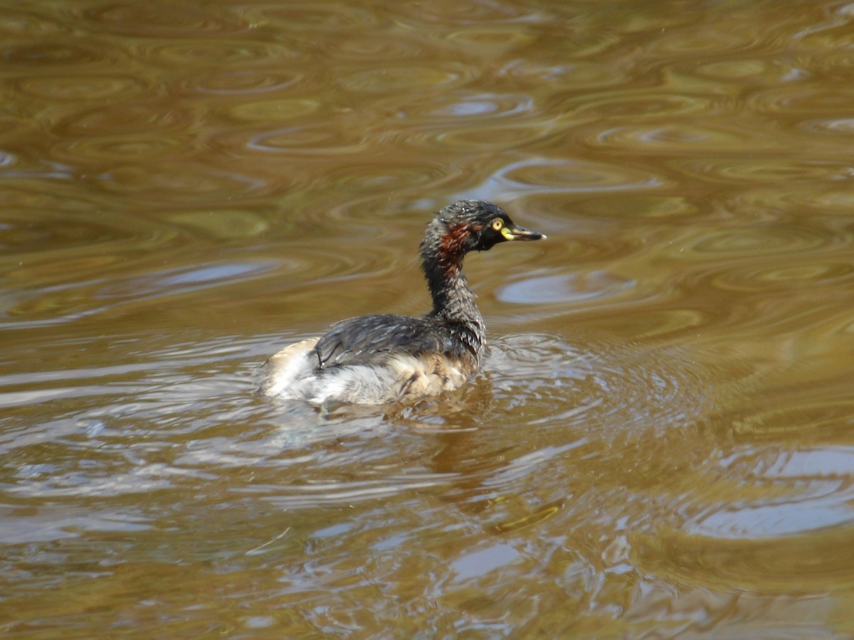 Australasian Grebe - ML646373644