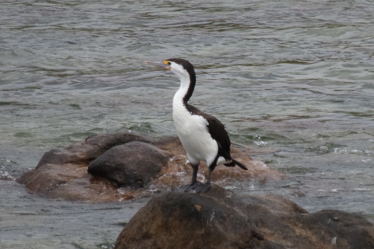 Pied Cormorant - ML646373645