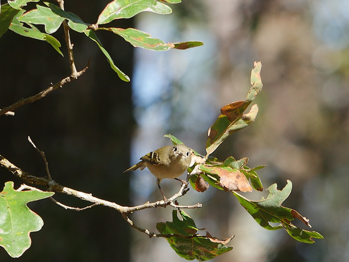Ruby-crowned Kinglet - ML646373649