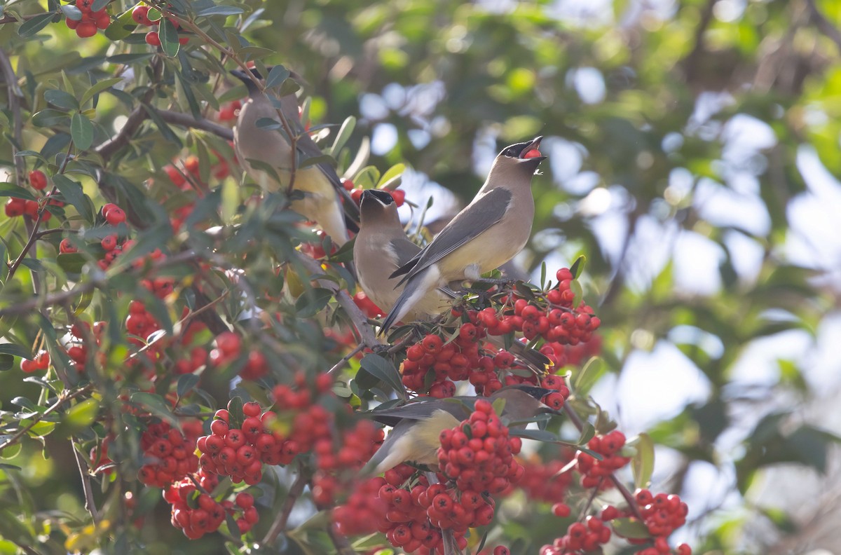 Cedar Waxwing - ML646373650