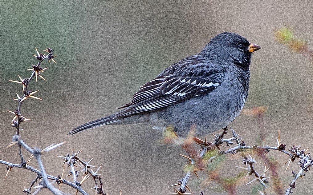 Mourning Sierra Finch - ML646373651
