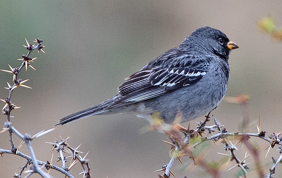Mourning Sierra Finch - ML646373652