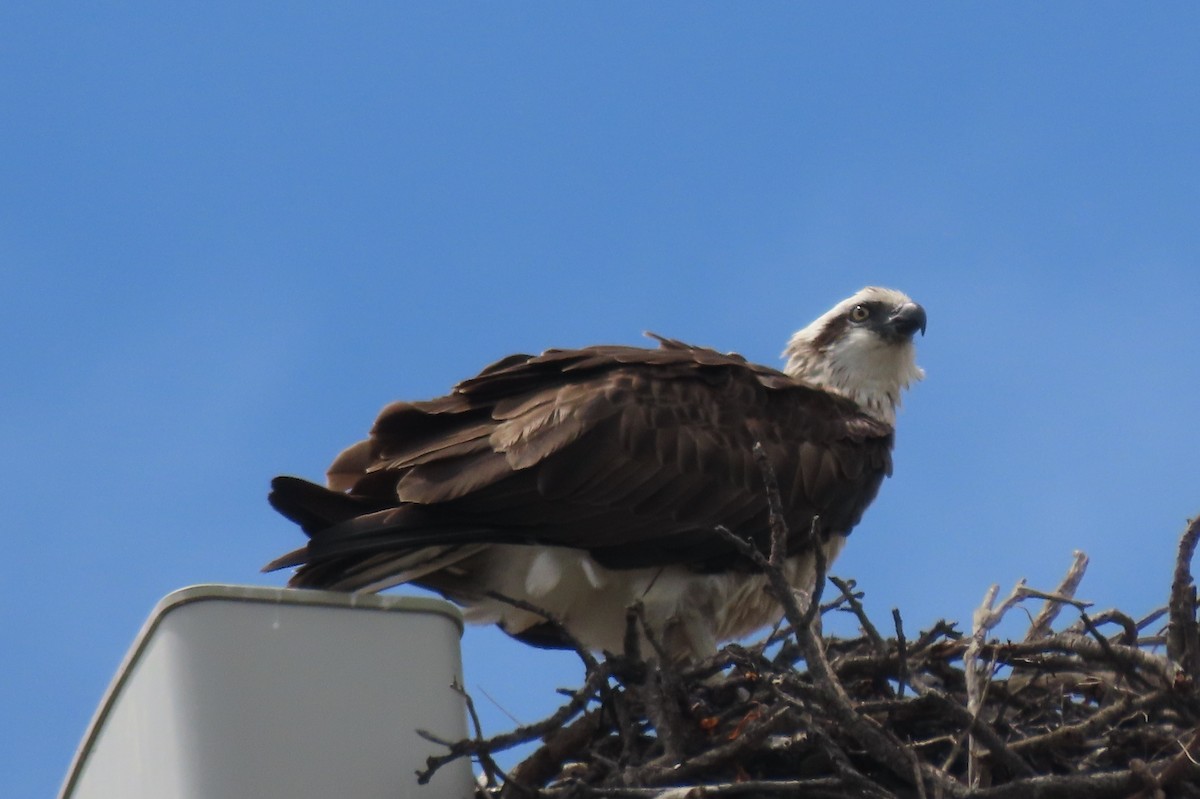 Osprey - ML646373653