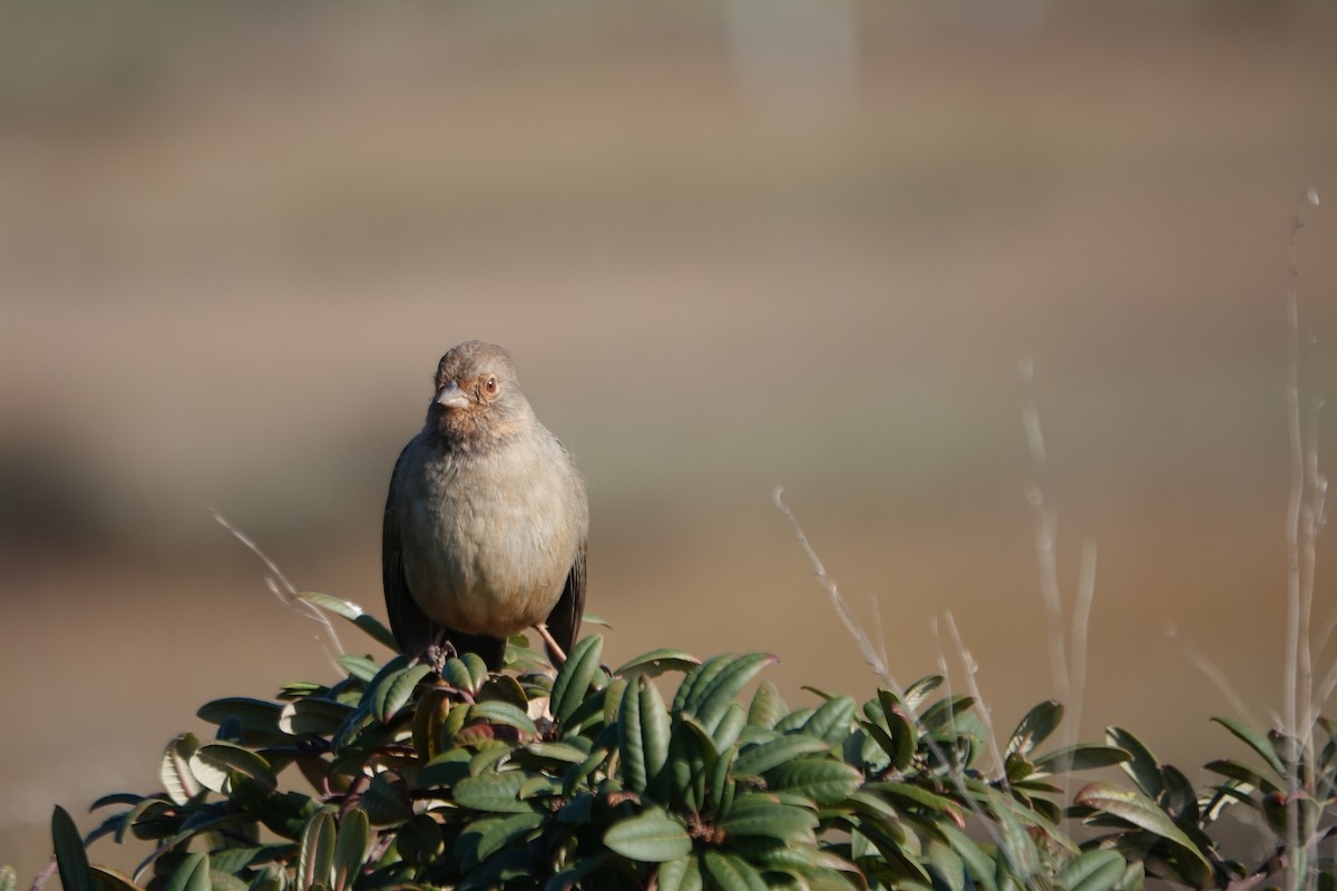 California Towhee - ML646373657