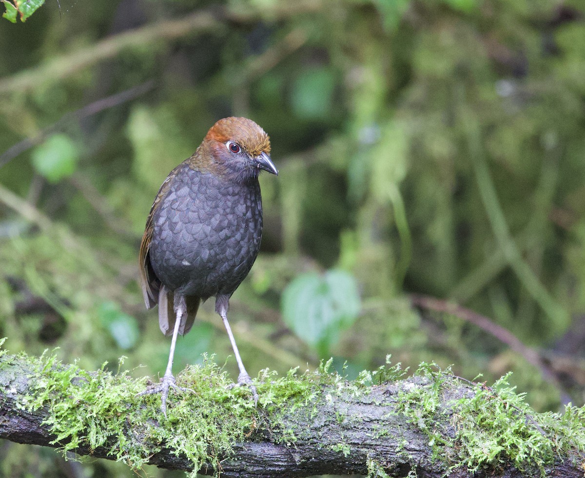 Chestnut-naped Antpitta - ML646373658