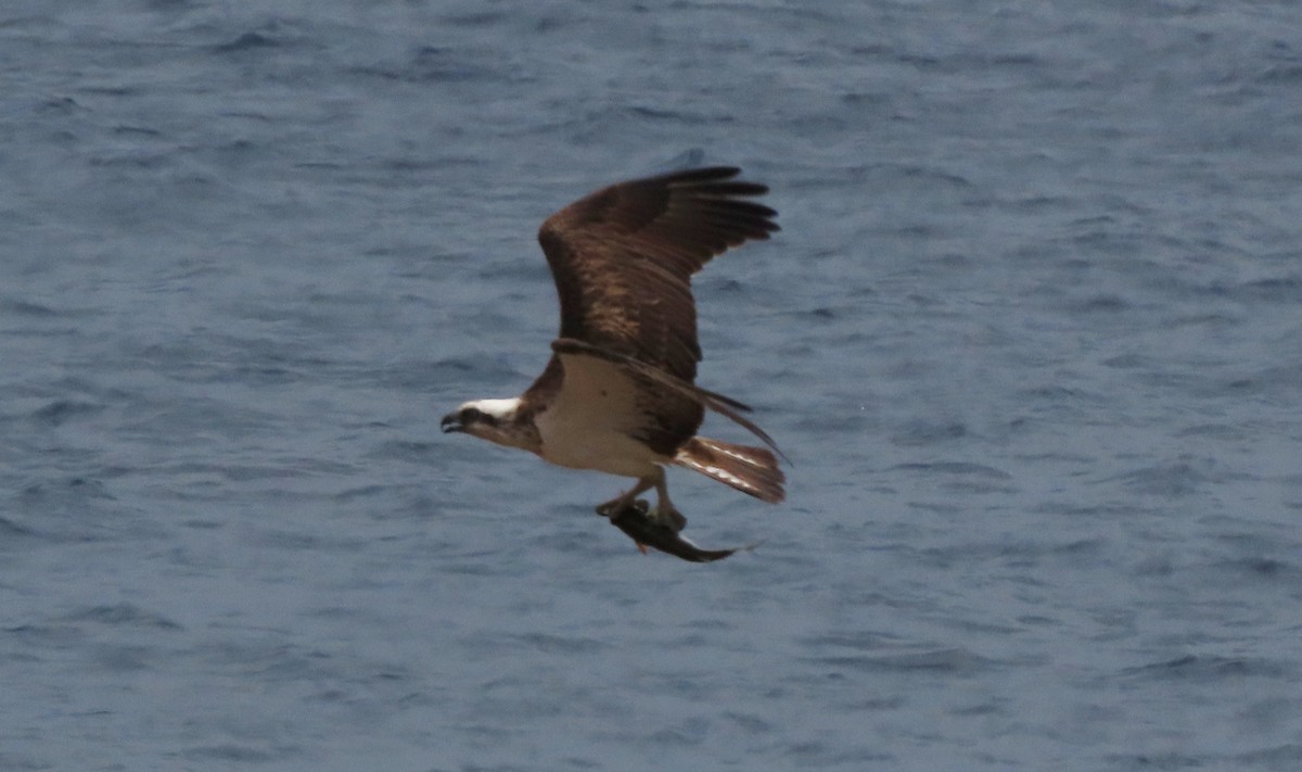 Osprey - ML646373660