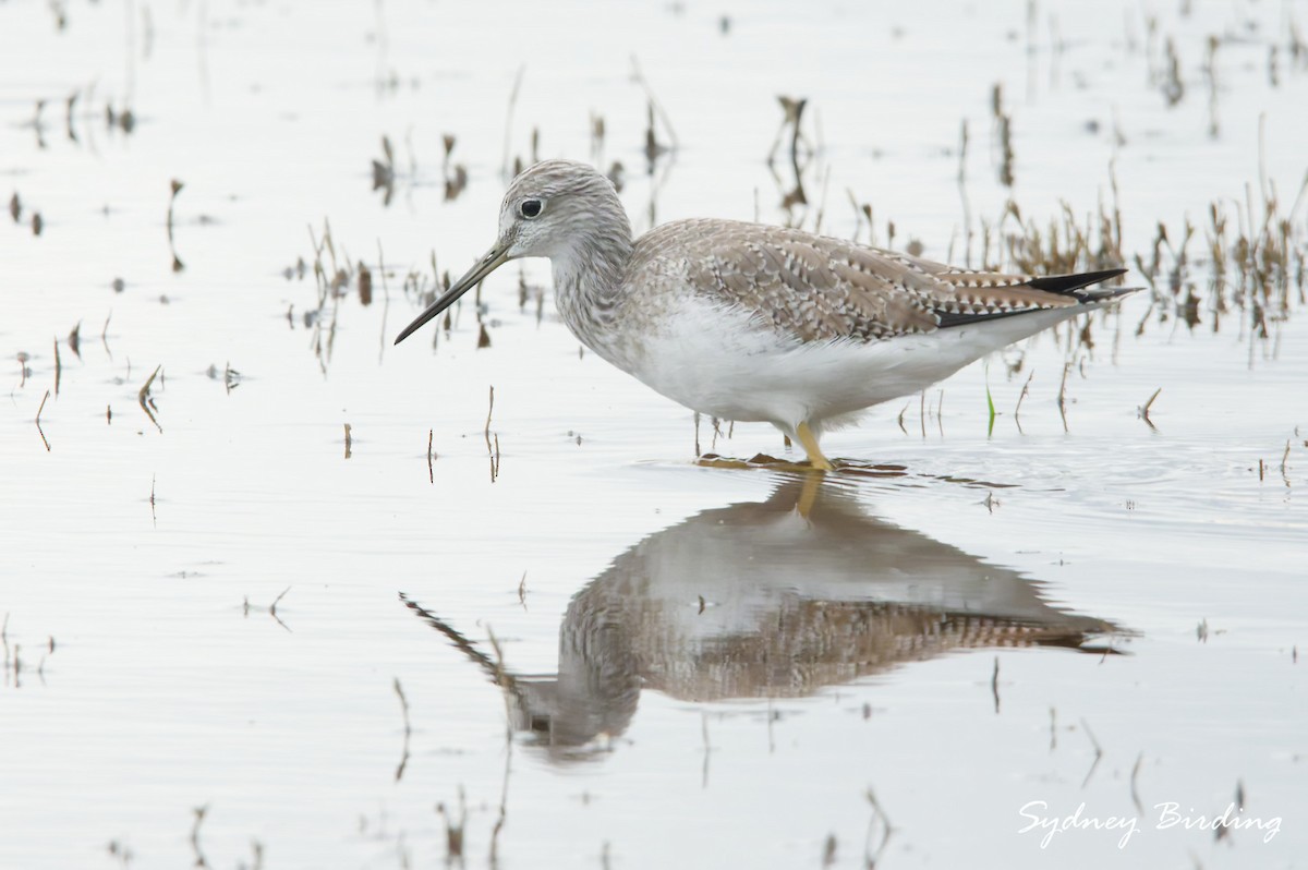 Greater Yellowlegs - ML646373661