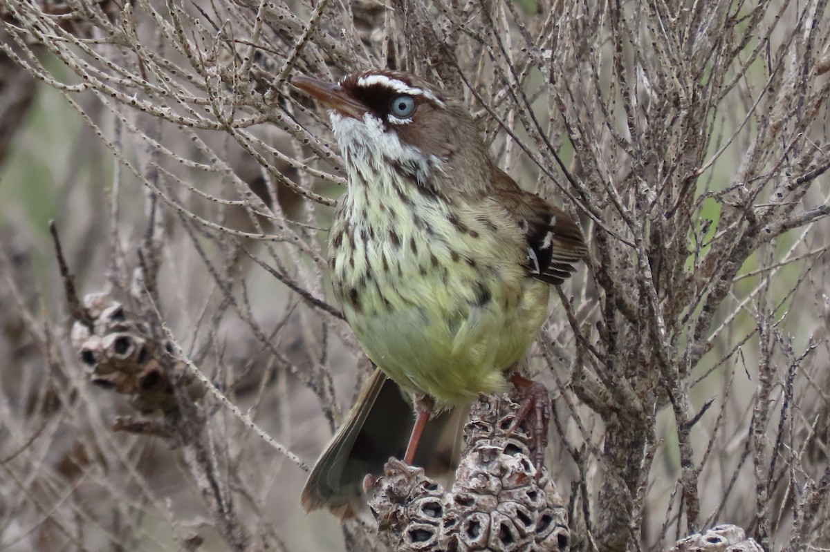Spotted Scrubwren - ML646373663