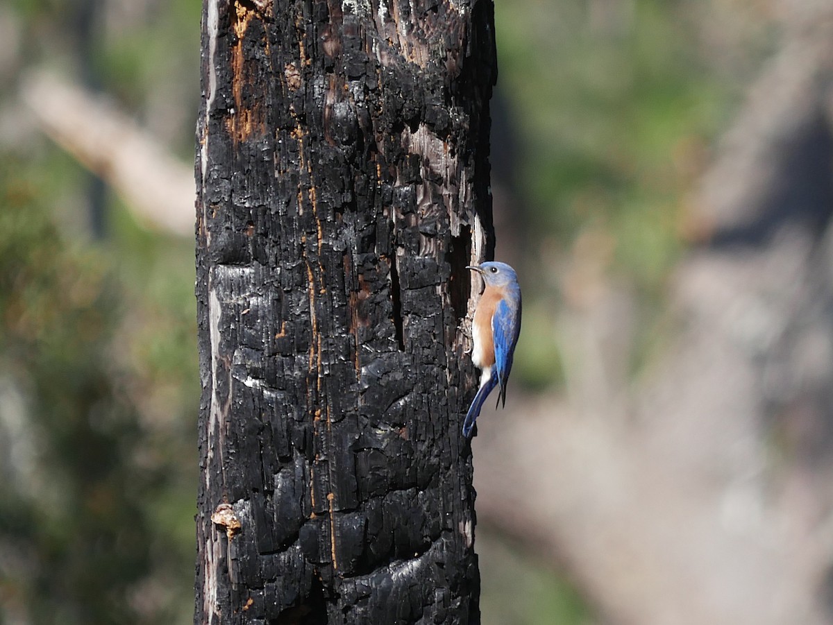 Eastern Bluebird - ML646373664