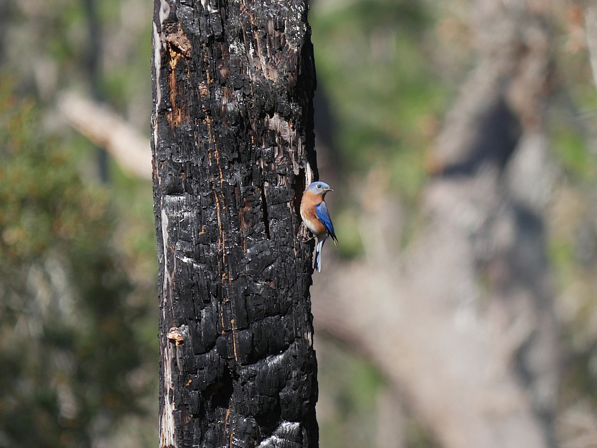 Eastern Bluebird - ML646373665
