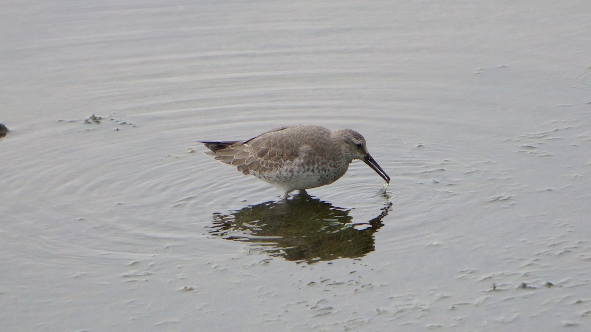 Red Knot - ML646373666