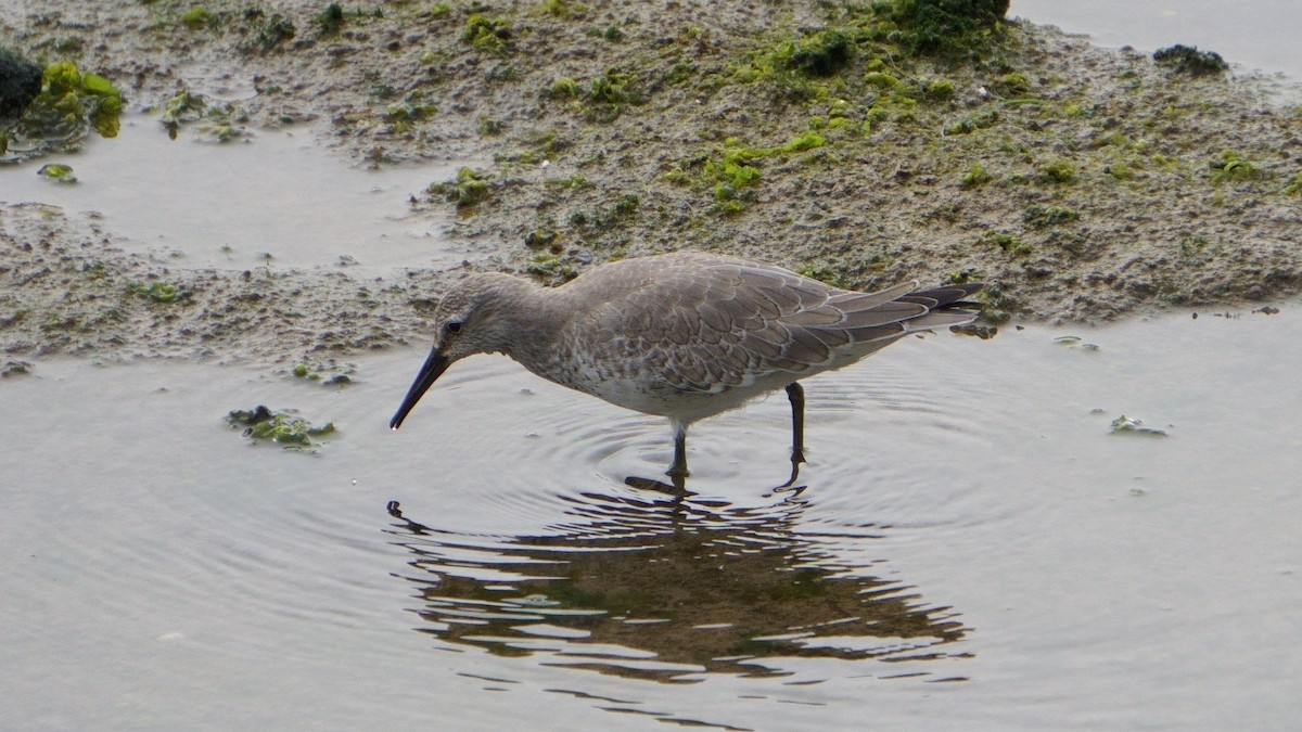 Red Knot - ML646373671