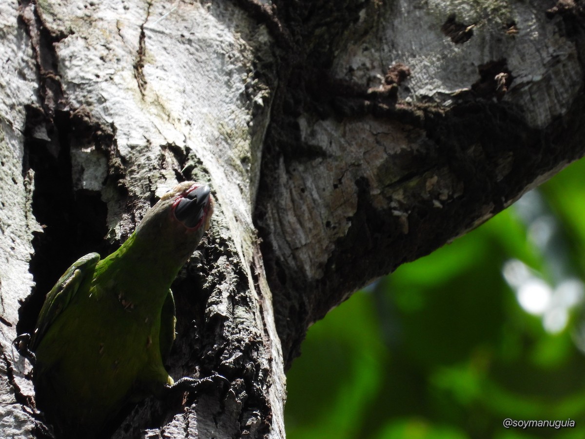 Dusky-headed Parakeet - ML646373673