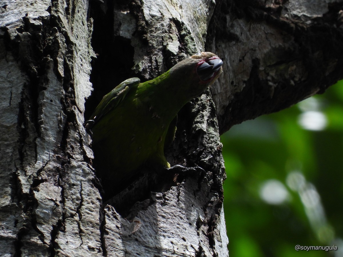 Dusky-headed Parakeet - ML646373674