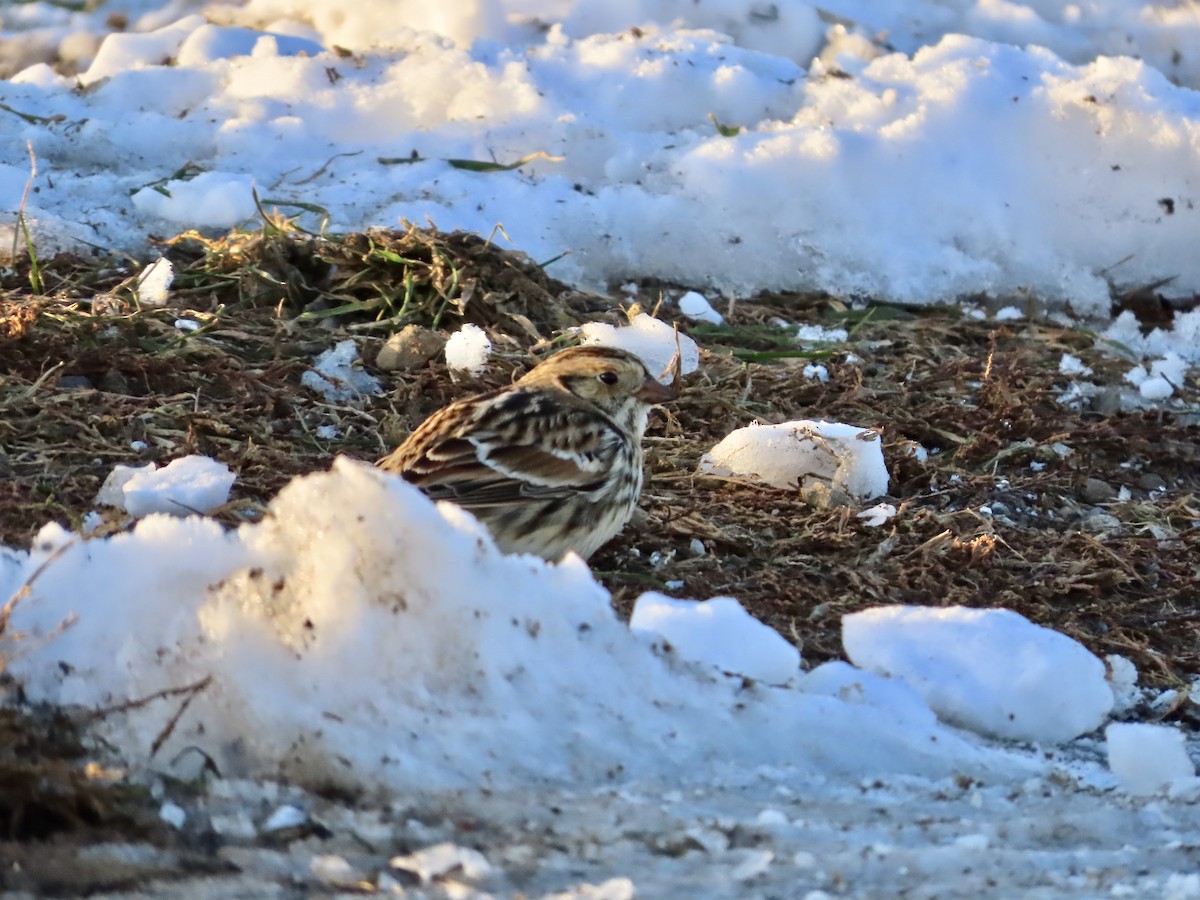 Lapland Longspur - ML646373676