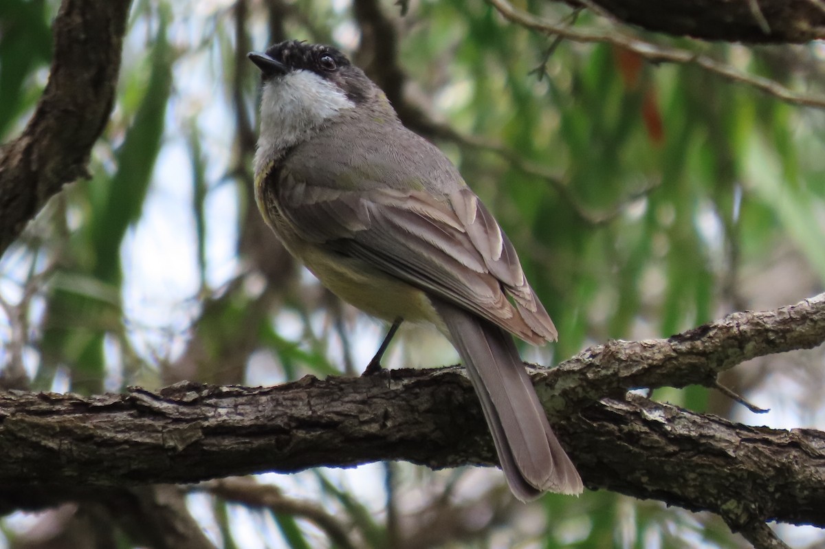 Golden Whistler - ML646373677