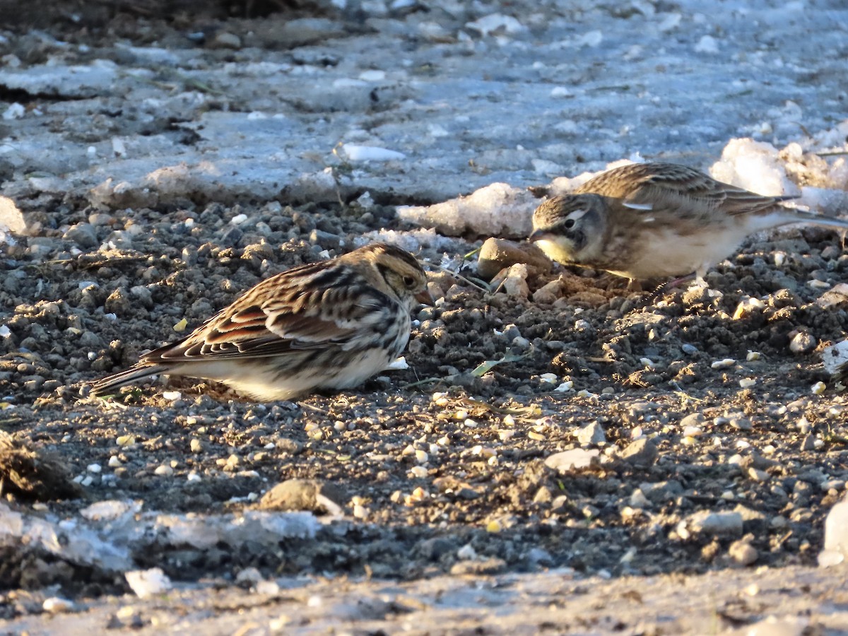 Lapland Longspur - ML646373678