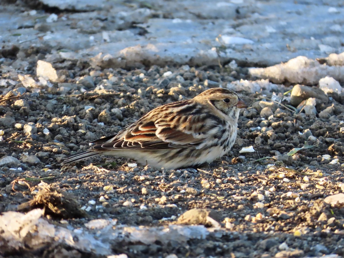 Lapland Longspur - ML646373679