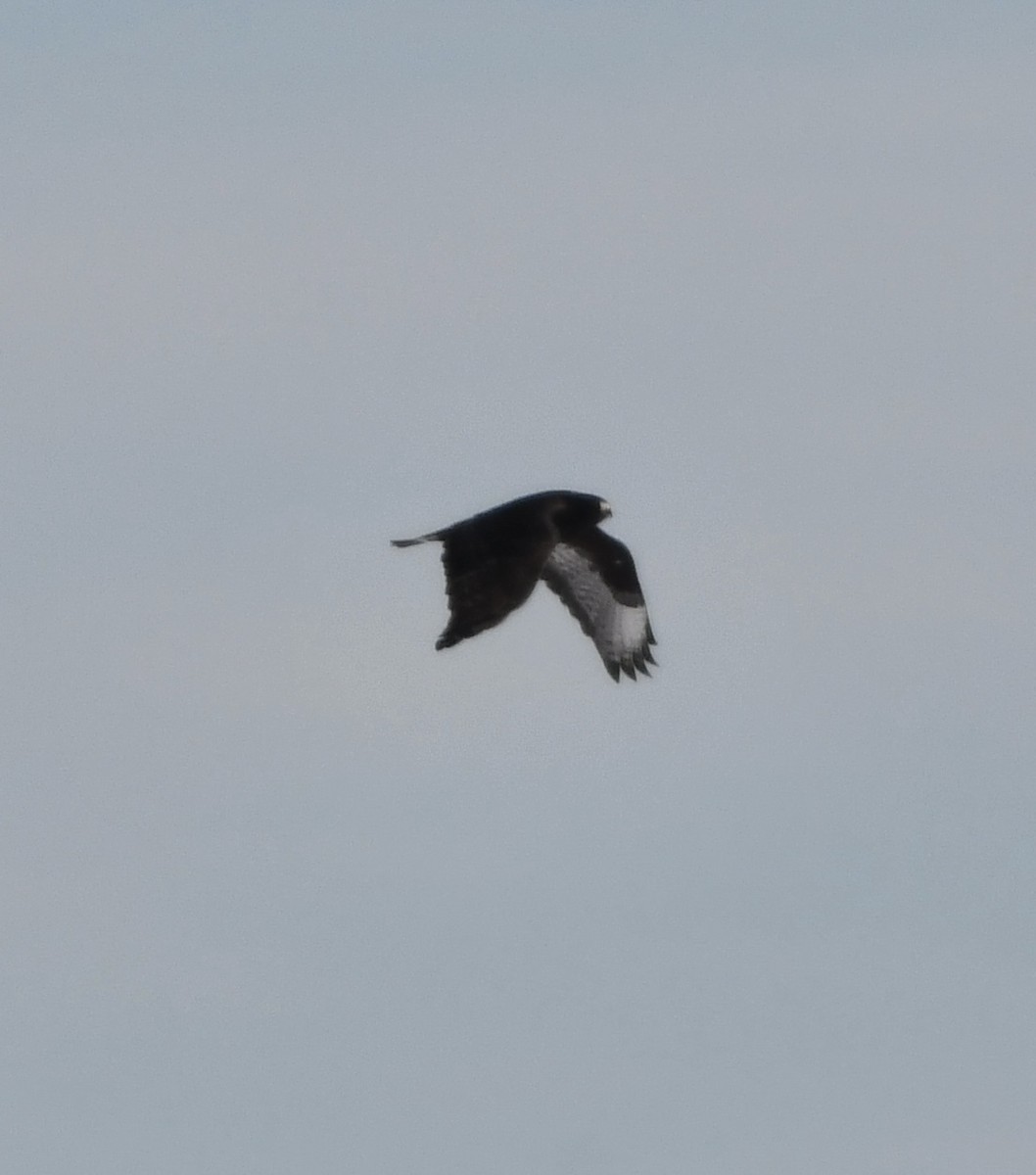 Poiana calzata - ML646373684