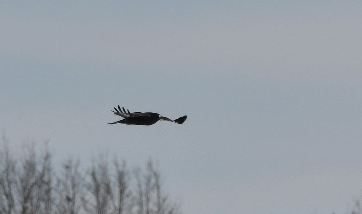 Poiana calzata - ML646373687