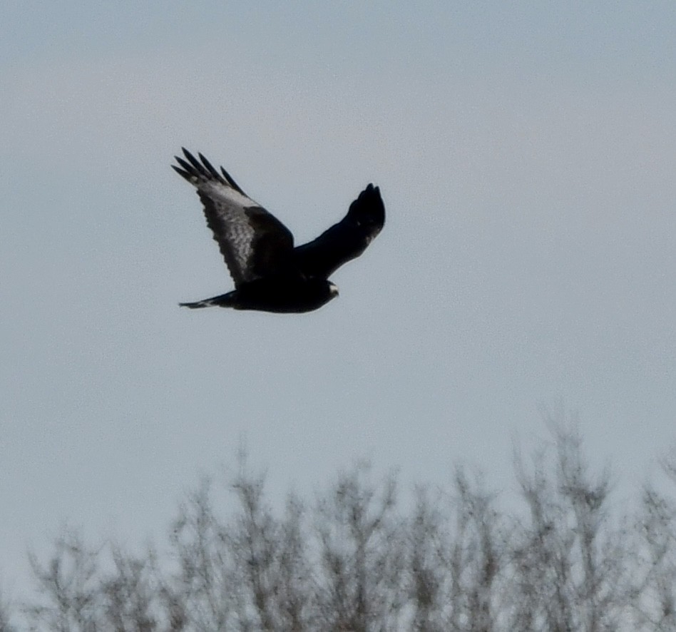 Poiana calzata - ML646373688