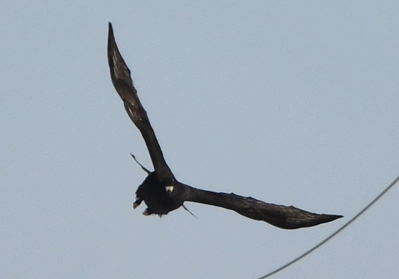 Poiana calzata - ML646373690