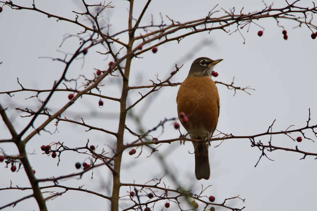 American Robin - ML646373691
