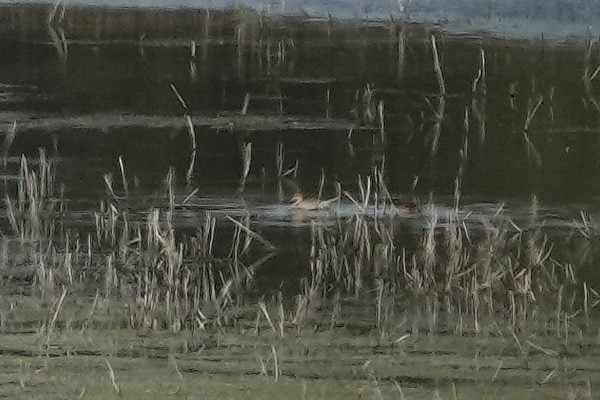 Northern Pintail - ML646373693