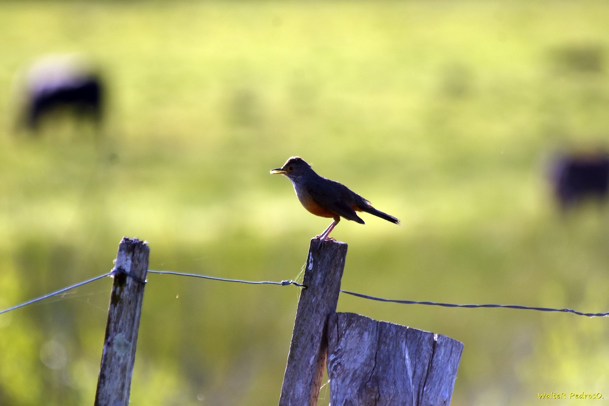 Rufous-bellied Thrush - ML646373694