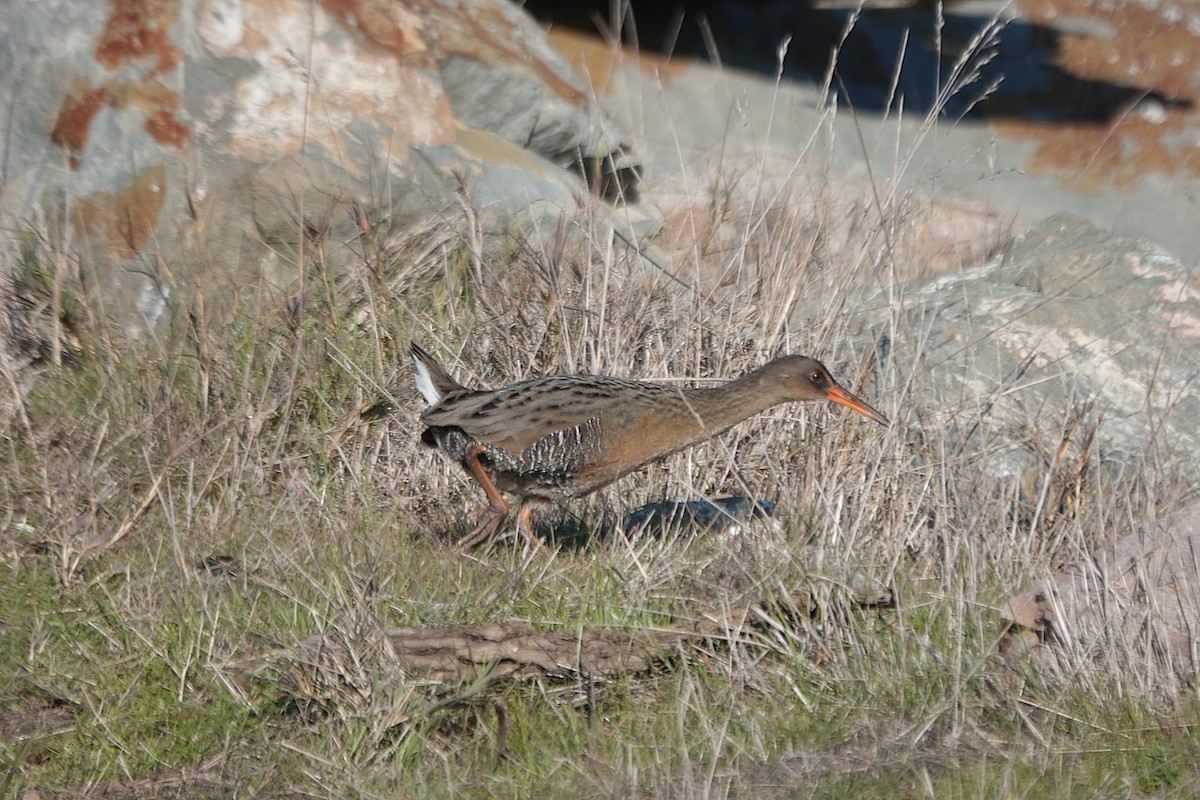 Ridgway's Rail (San Francisco Bay) - ML646373695