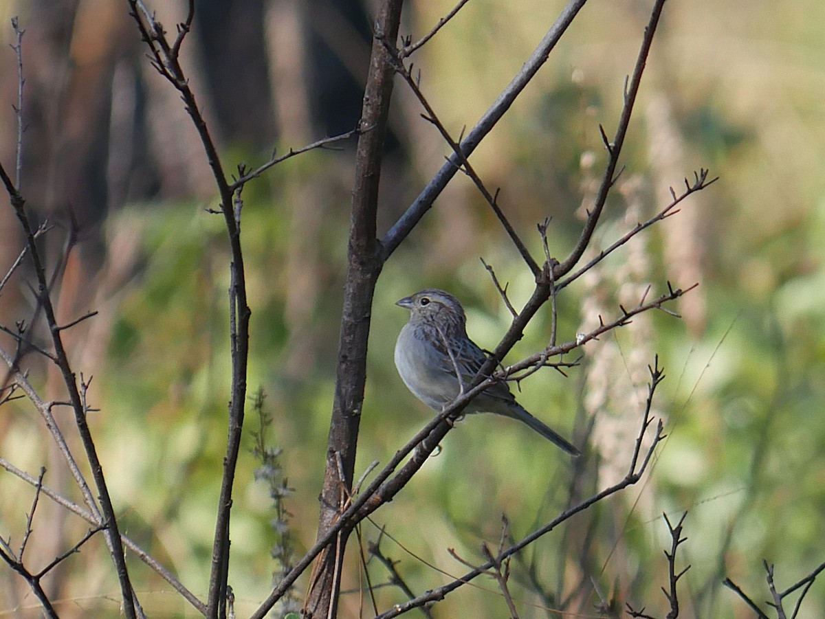 Bachman's Sparrow - ML646373696