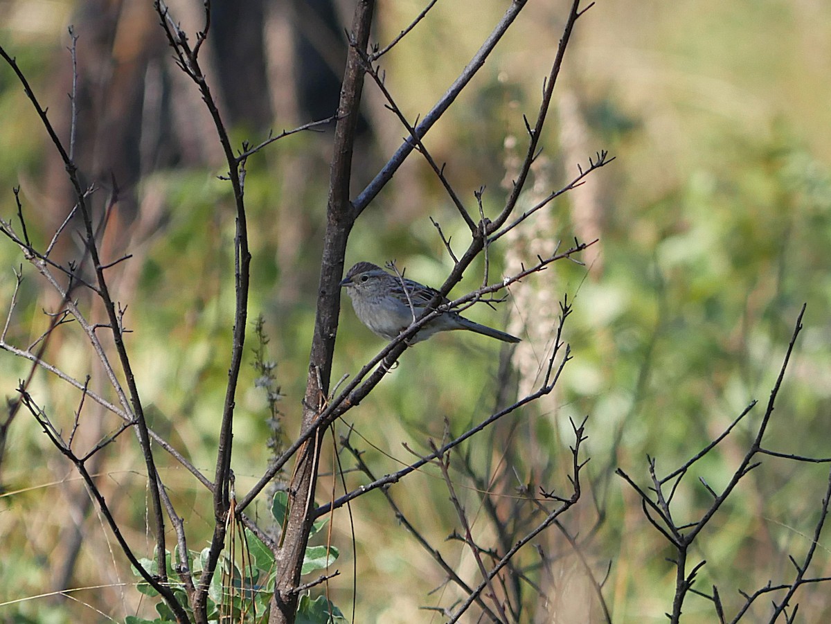 Bachman's Sparrow - ML646373697