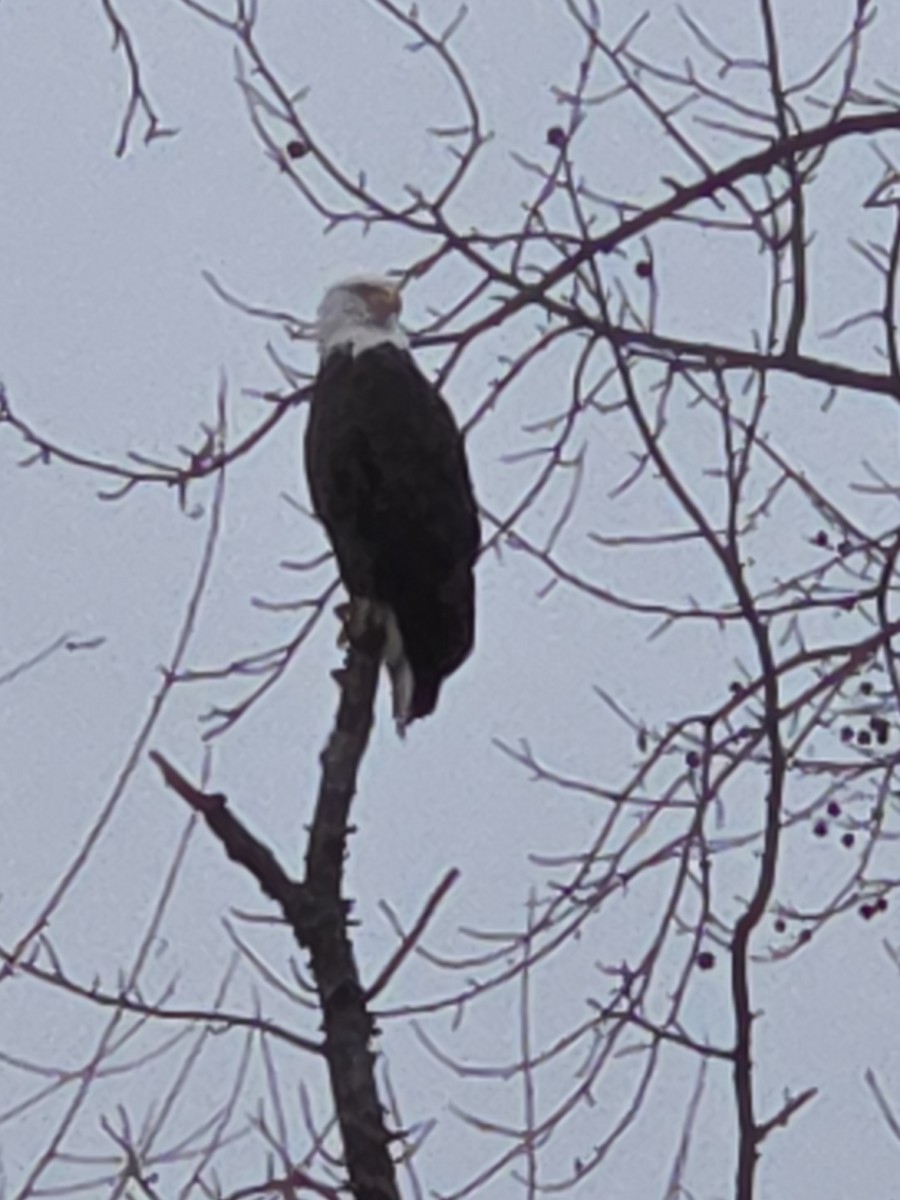 Bald Eagle - ML646373699