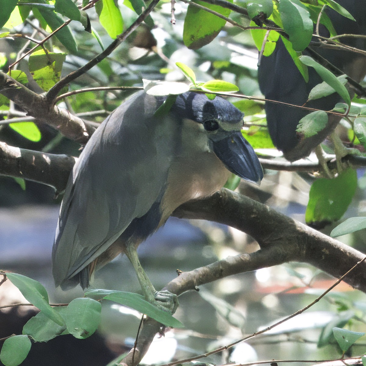 Boat-billed Heron - ML646373700