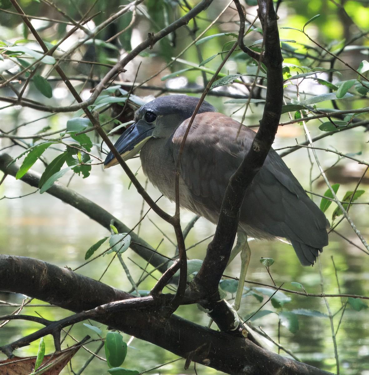 Boat-billed Heron - ML646373701