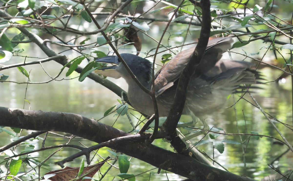 Boat-billed Heron - ML646373702