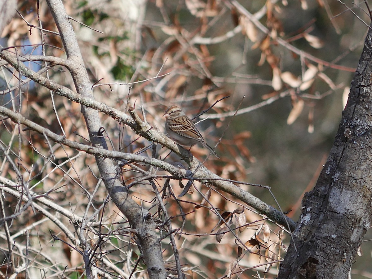 Chipping Sparrow - ML646373703