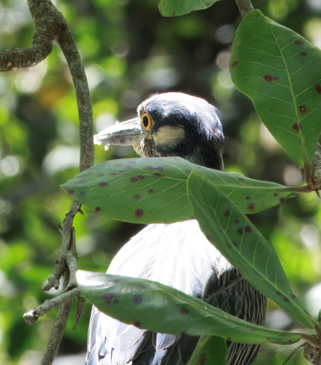 Yellow-crowned Night Heron - ML646373710