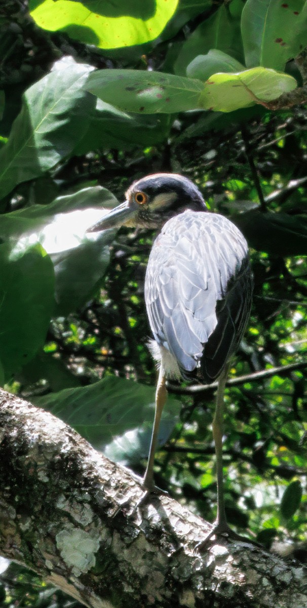 Yellow-crowned Night Heron - ML646373711