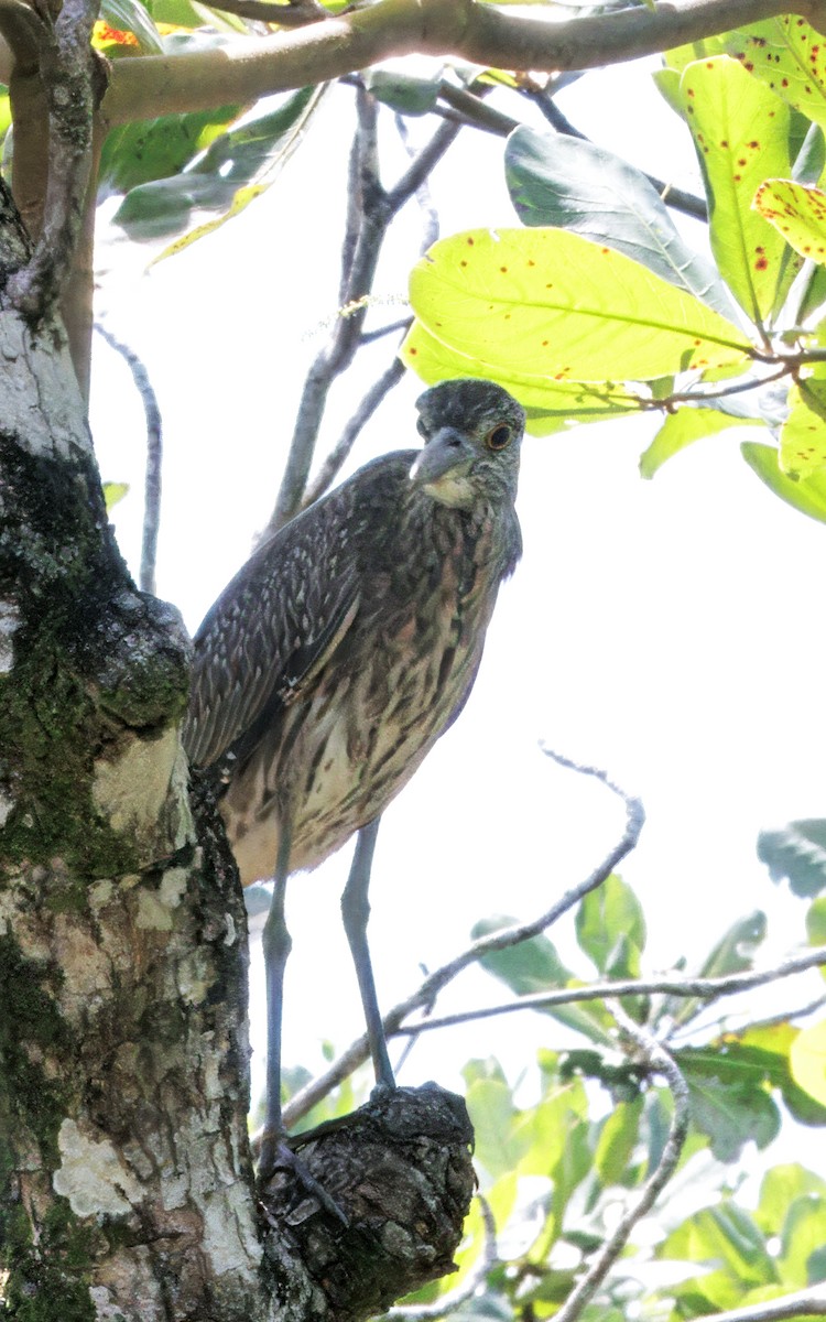 Yellow-crowned Night Heron - ML646373712